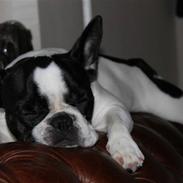 Fransk bulldog Lulu