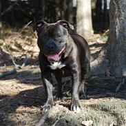 Staffordshire bull terrier Balou 