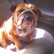 Engelsk bulldog Hermann