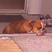 Engelsk bulldog Hermann