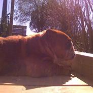 Engelsk bulldog Hermann