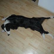 Border collie Sjapper SOLGT :'(