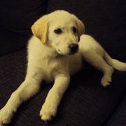 Blanding af racer Tally