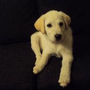 Blanding af racer Tally