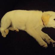 Blanding af racer Tally