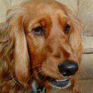 Cocker spaniel Coco <3 R.I.P