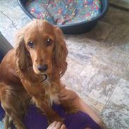 Cocker spaniel Coco <3 R.I.P