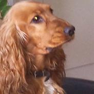 Cocker spaniel Coco <3 R.I.P