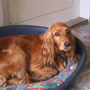 Cocker spaniel Coco <3 R.I.P