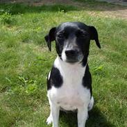 Dansk svensk gaardhund Bailey