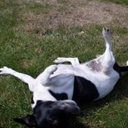 Dansk svensk gaardhund Bailey