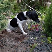 Dansk svensk gaardhund Bailey