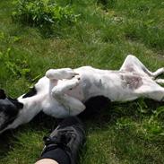 Dansk svensk gaardhund Bailey