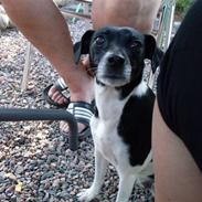 Dansk svensk gaardhund Bailey