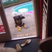 Hovawart Nikki /kaldes Hansi