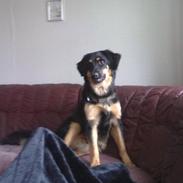 Hovawart Nikki /kaldes Hansi