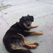 Hovawart Nikki /kaldes Hansi