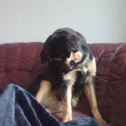 Hovawart Nikki /kaldes Hansi