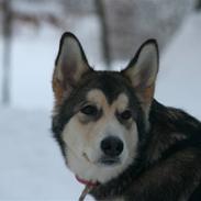 Alaskan malamute Theis