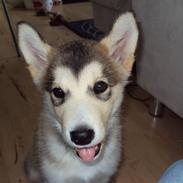 Alaskan malamute Theis