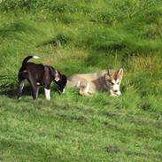 Alaskan malamute Theis