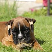 Boxer Dalton (Everlast)