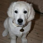 Golden retriever Mille