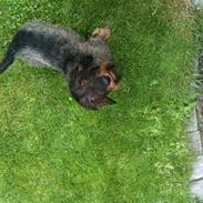 Gravhund TICO