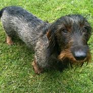 Gravhund TICO