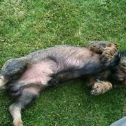Gravhund TICO