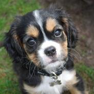 Cavalier king charles spaniel Noah