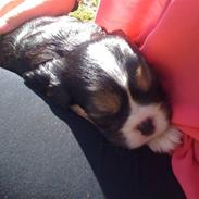 Cavalier king charles spaniel Noah