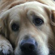 Golden retriever Zacho