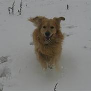 Golden retriever Zacho