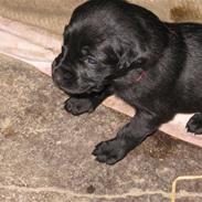 Blanding af racer bessie R.I.P