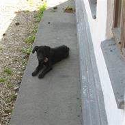 Blanding af racer bessie R.I.P