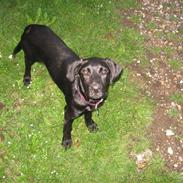 Blanding af racer bessie R.I.P