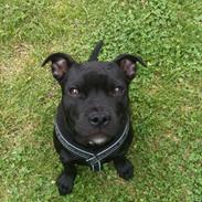 Staffordshire bull terrier Arnold