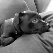Staffordshire bull terrier Arnold
