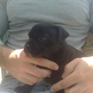 Staffordshire bull terrier Arnold