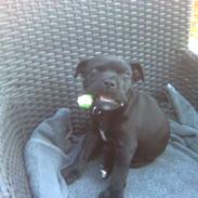 Staffordshire bull terrier Arnold