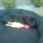 Staffordshire bull terrier Arnold