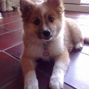 Islandsk fårehund Nala