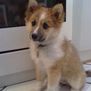 Islandsk fårehund Nala