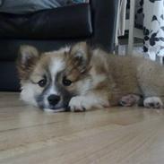Islandsk fårehund Nala