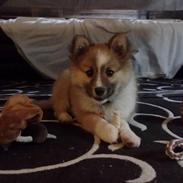 Islandsk fårehund Nala