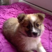 Islandsk fårehund Nala