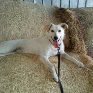 Blanding af racer Molly