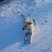 Blanding af racer Molly