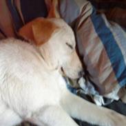 Blanding af racer Molly